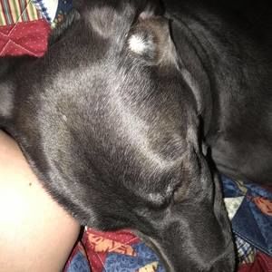 Meet your Posher, Mollie